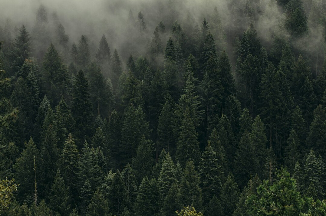 dense forest trees