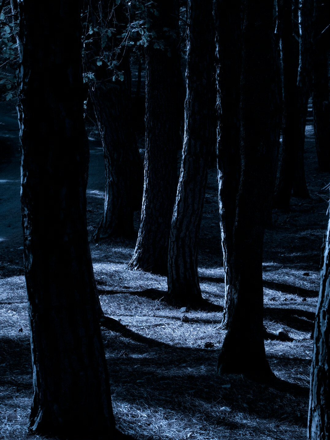 dark woods at night
